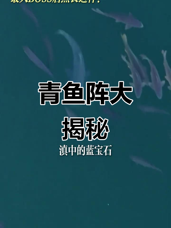抚仙湖神秘青鱼阵,最大BOSS竟长这样!