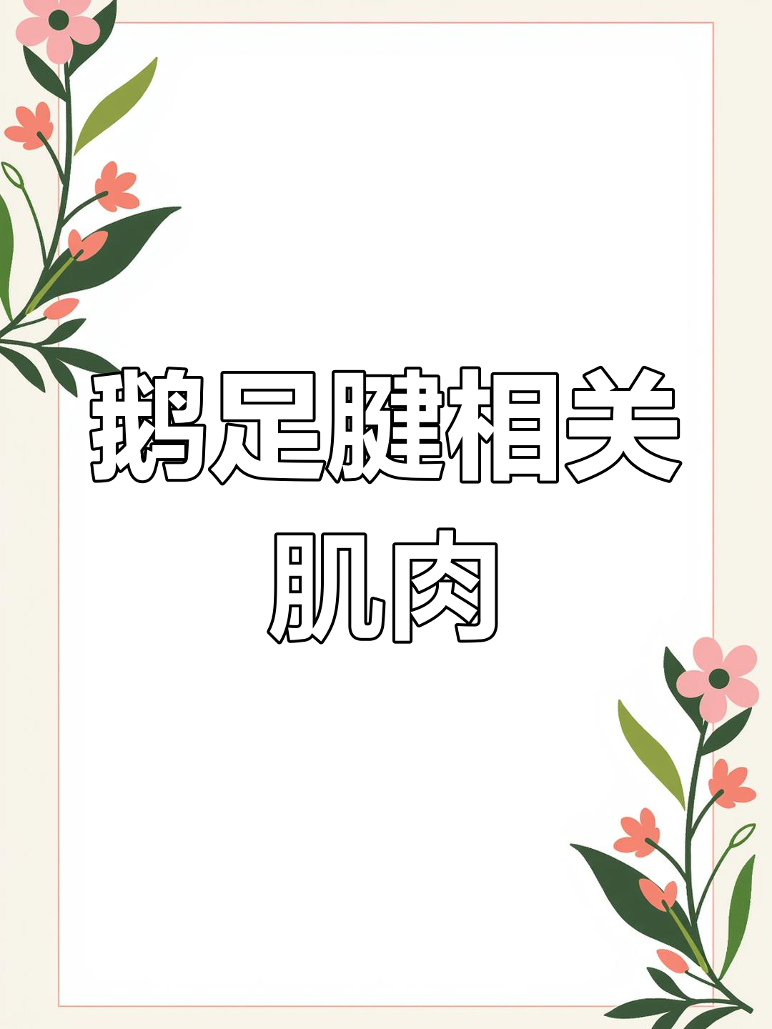 鹅足腱的肌肉结构解析