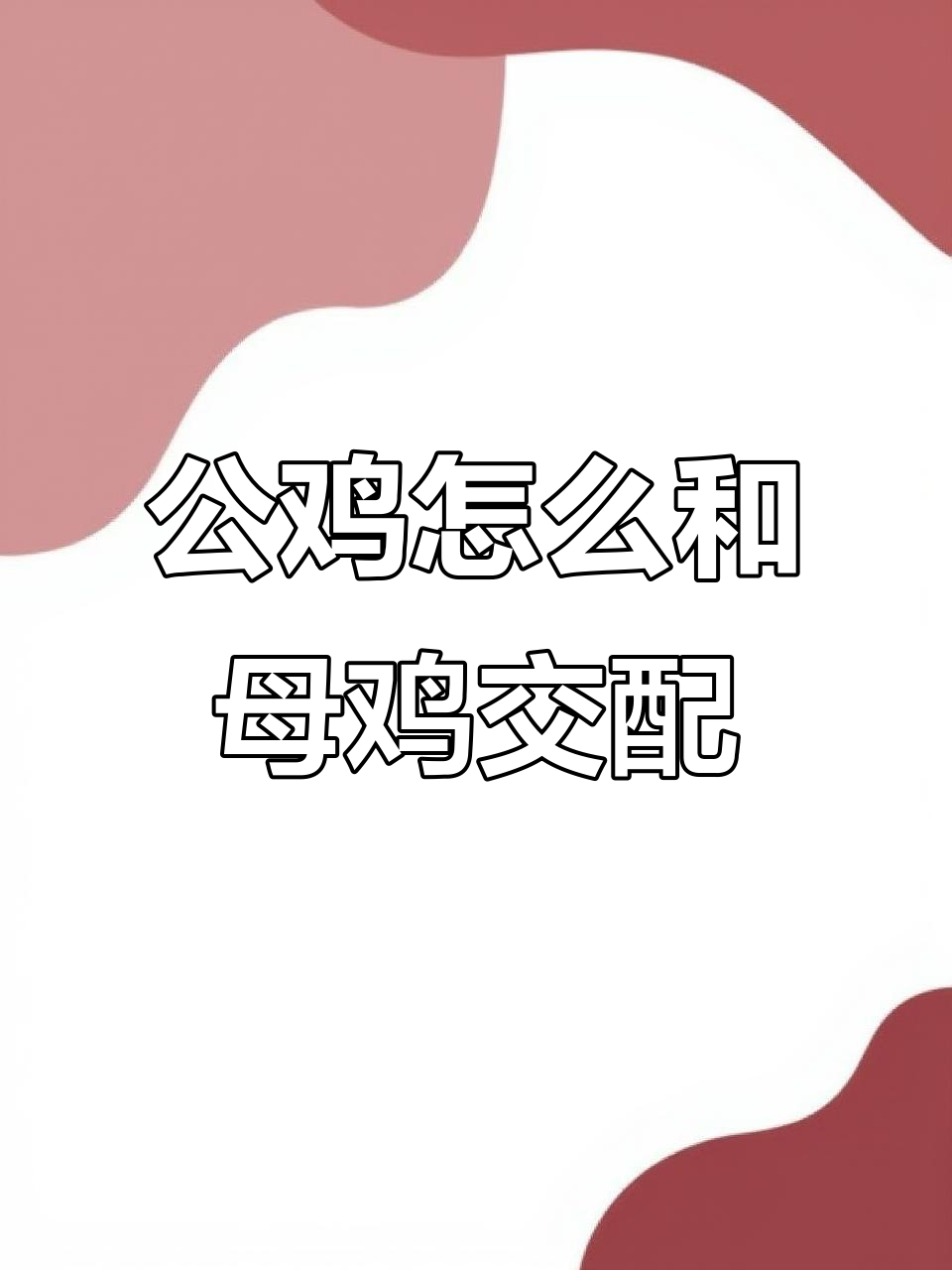 公鸡如何与母鸡交配?揭秘“蟹直腔接触”的秘密