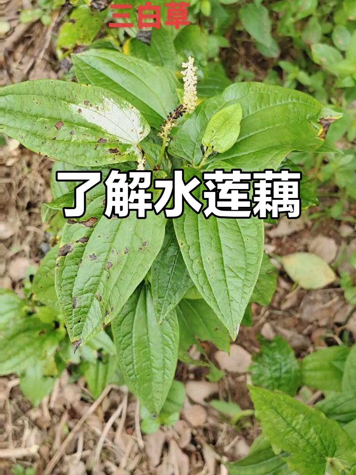 水莲藕的秘密,你见过吗?山北草揭秘