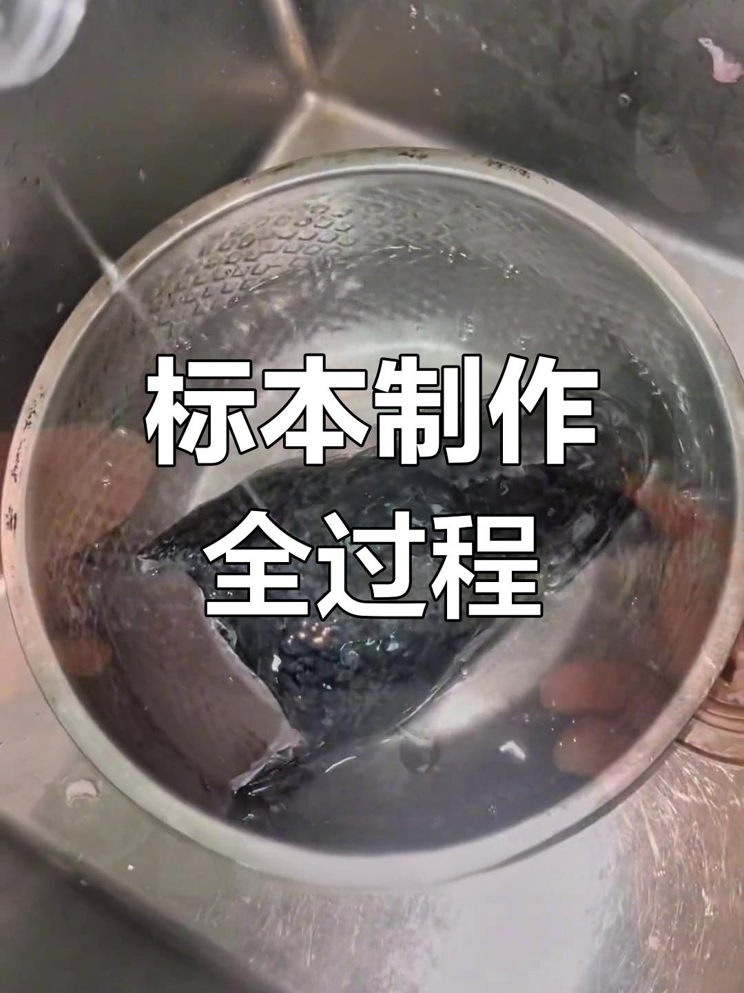 半个月努力,两分钟完成!鱼头标本制作全纪录