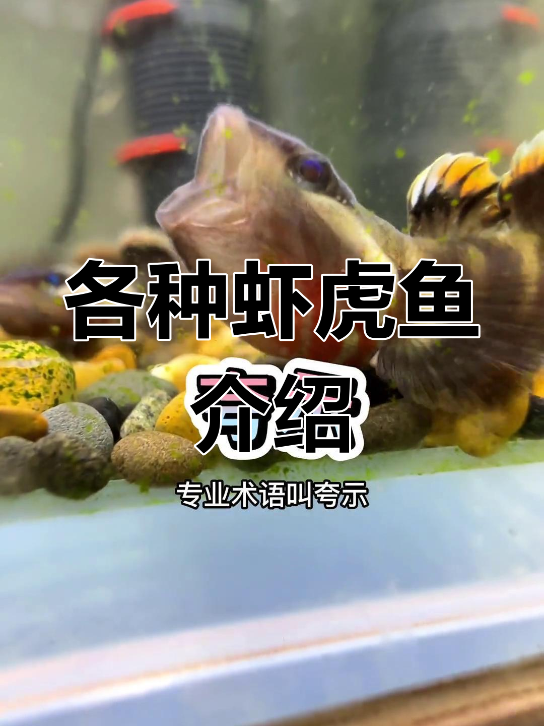 虾虎鱼种类繁多,价格差异大