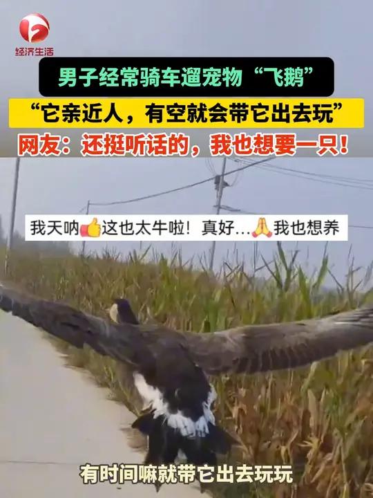 男子将加拿大鹅与伊犁飞鹅杂交出新品种“飞鹅”,将其当 宠物 养,经常骑车遛它,“它亲近人,