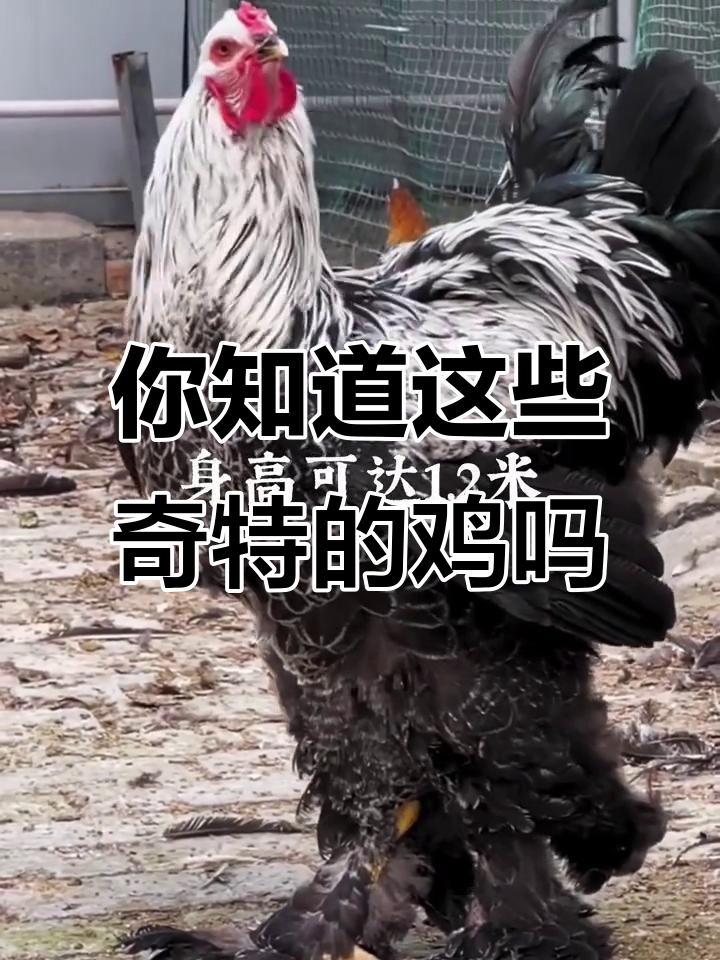 14种奇特鸡类大揭秘，看看你认识几种？
