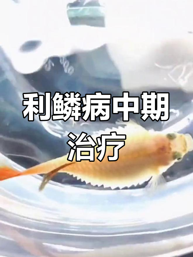 孔雀鱼鳞片炸起,利鳞病中晚期治疗难度大