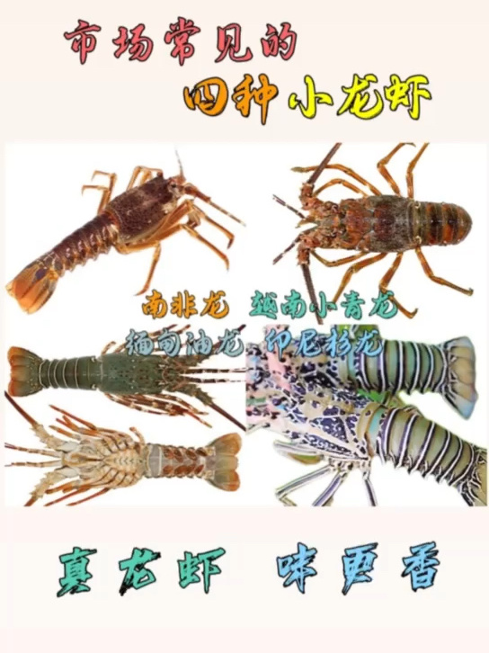 市场常见的四种小龙虾