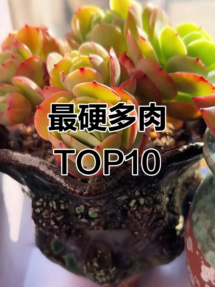 10款最耐造的多肉植物，看看你养过几种？