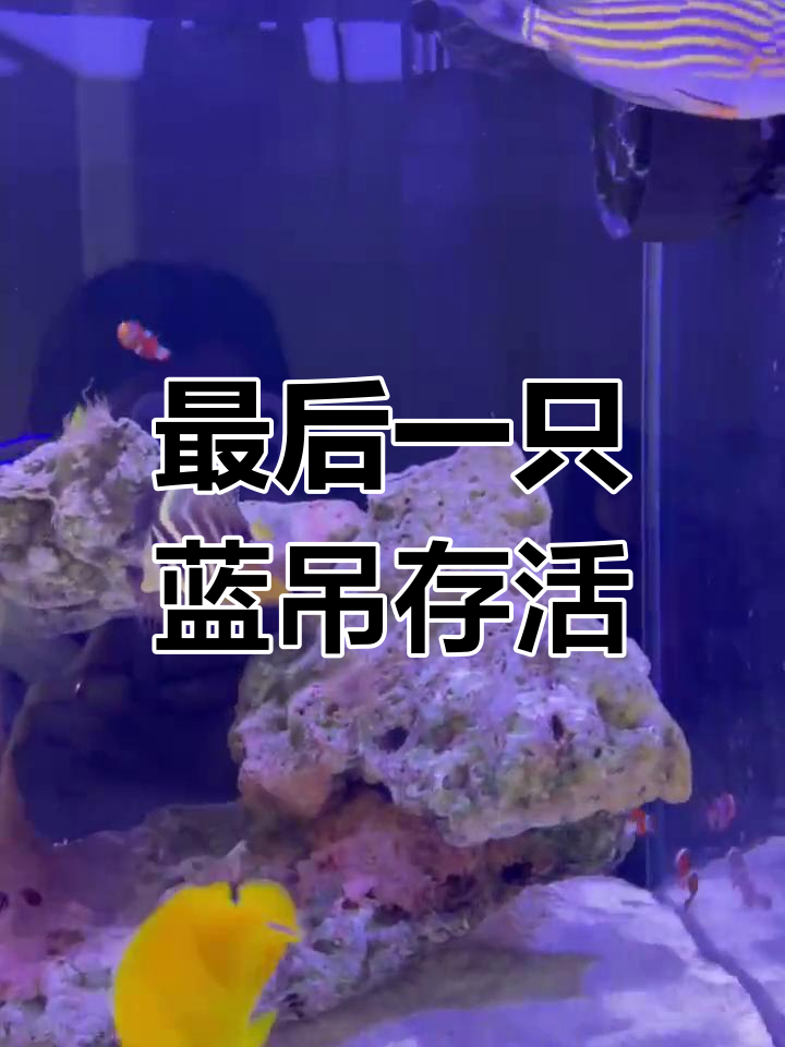 蓝吊鱼一年后幸存,其他全灭