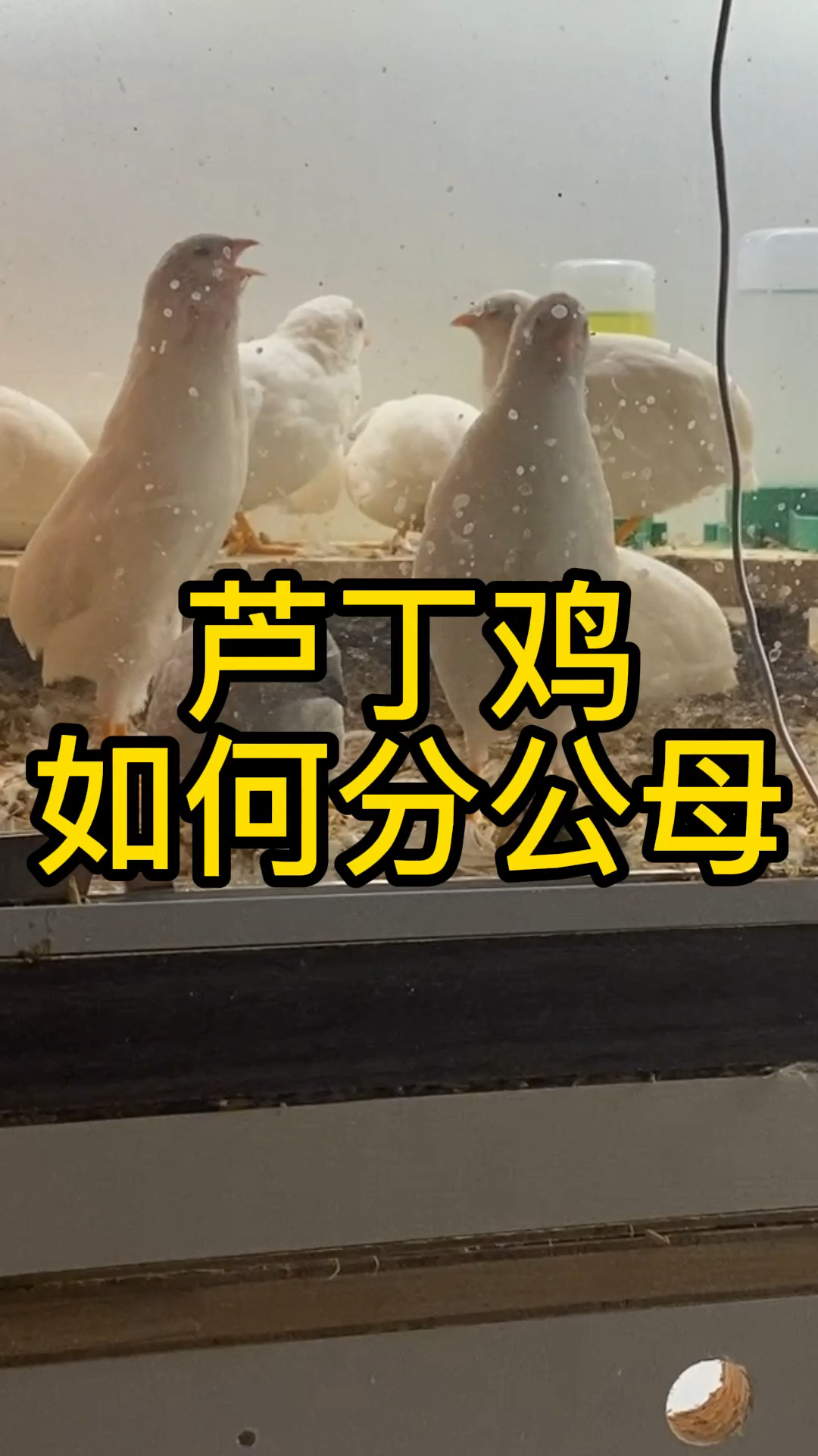 来一个特别简单的芦丁鸡分公母小技巧