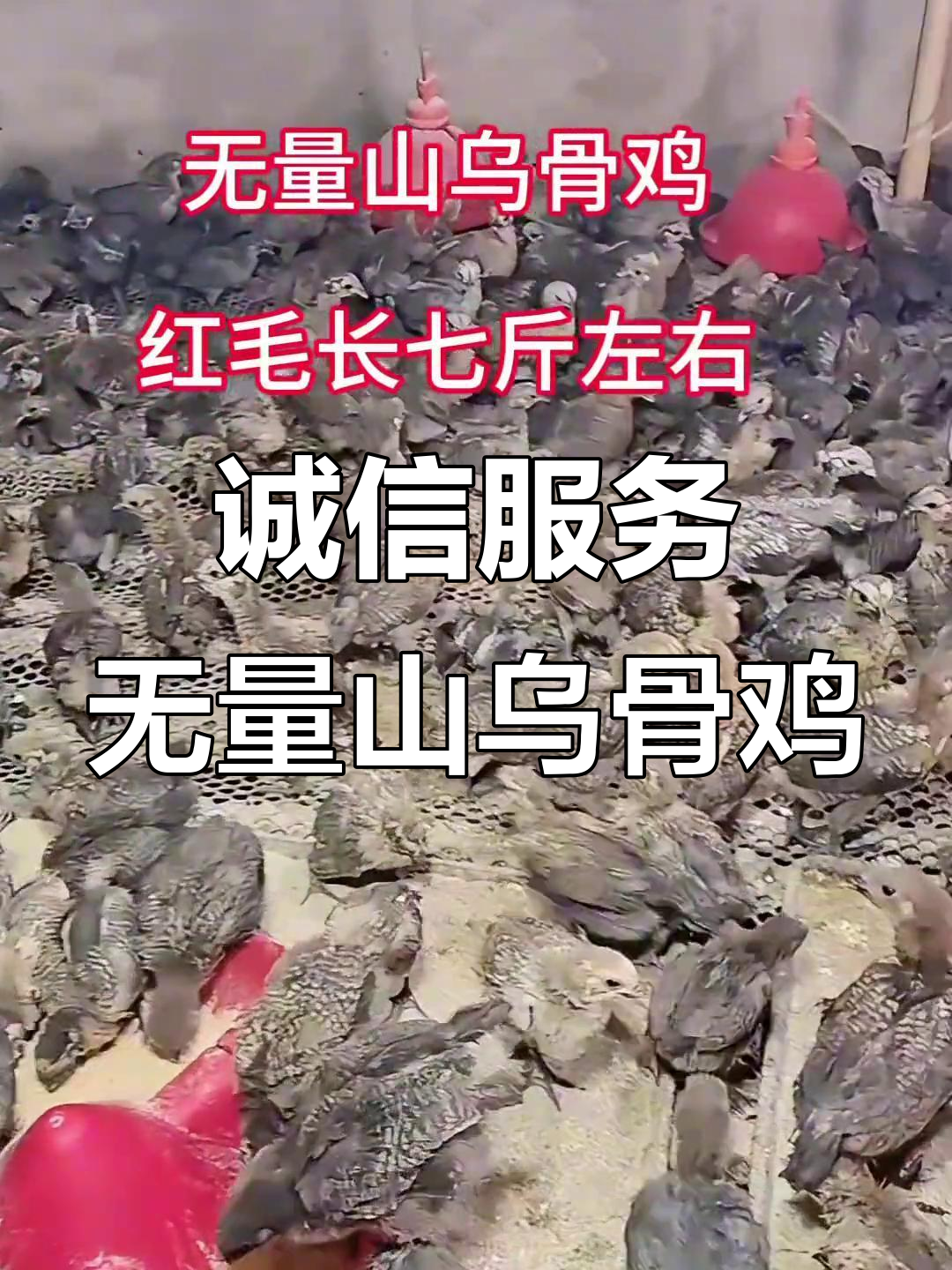 无量山乌骨鸡,七斤重脱温鸡苗等你拿