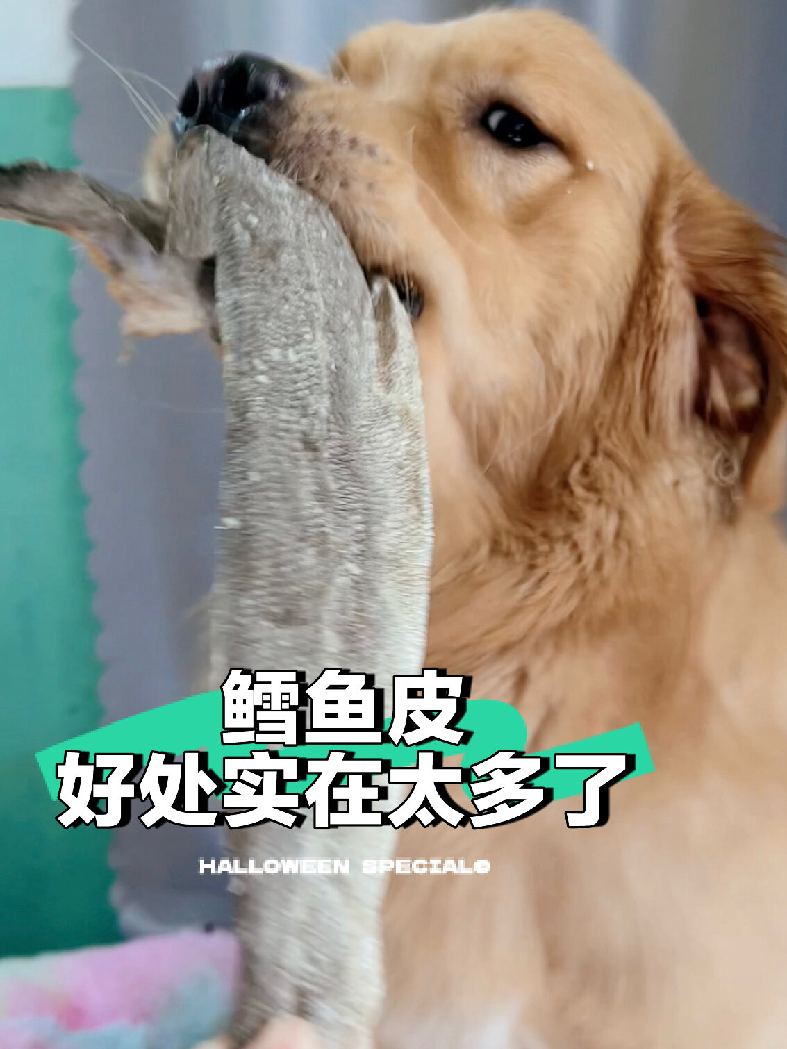给狗子吃鳕鱼皮的好处实在太多了……