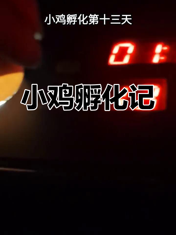 小鸡孵化第13天,终于来更新一下了!