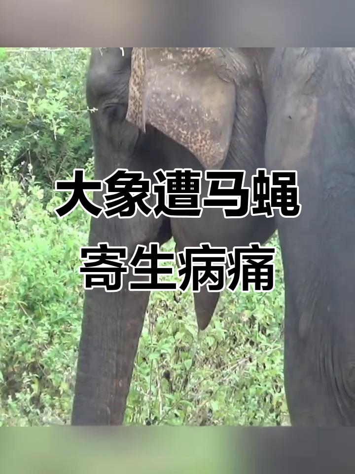 大象鼻子长肉疙瘩,竟是马蝇幼虫寄生惹的祸