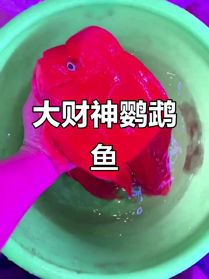 25-26公分大财神鹦鹉鱼,热带鱼的魅力展现