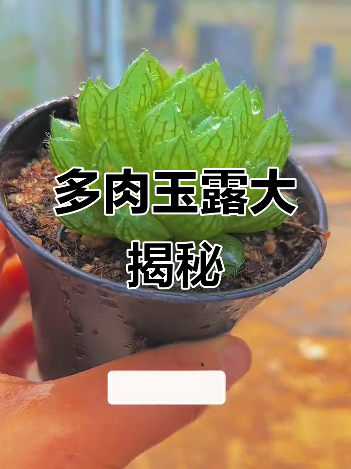 玉露系列多肉植物,黄金玉露与樱水晶的奇妙之旅