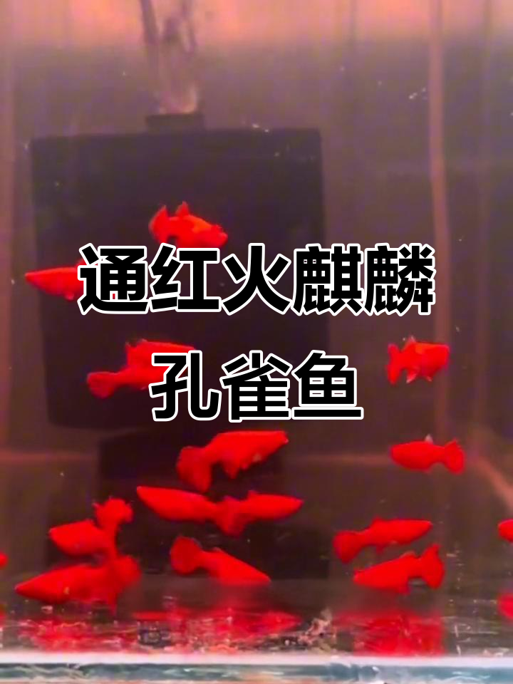 稀有火麒麟孔雀鱼:通体全红,性格温和,适合新手饲养