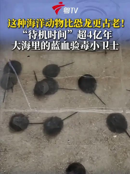 在湛江,鲎,这种外观奇特、体内流淌蓝色血液的海洋动物,其家族超长的“待机时间”达4亿多年,