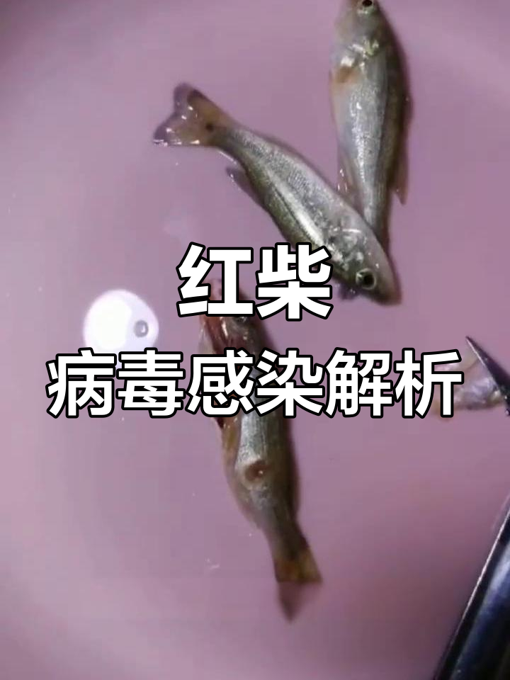 广州四大家鱼养殖红柴病毒爆发,症状与应对方法揭秘