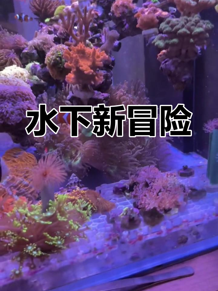 潜水新发现,蓝闪电依旧害羞,飞碟虫待捕捉治疗