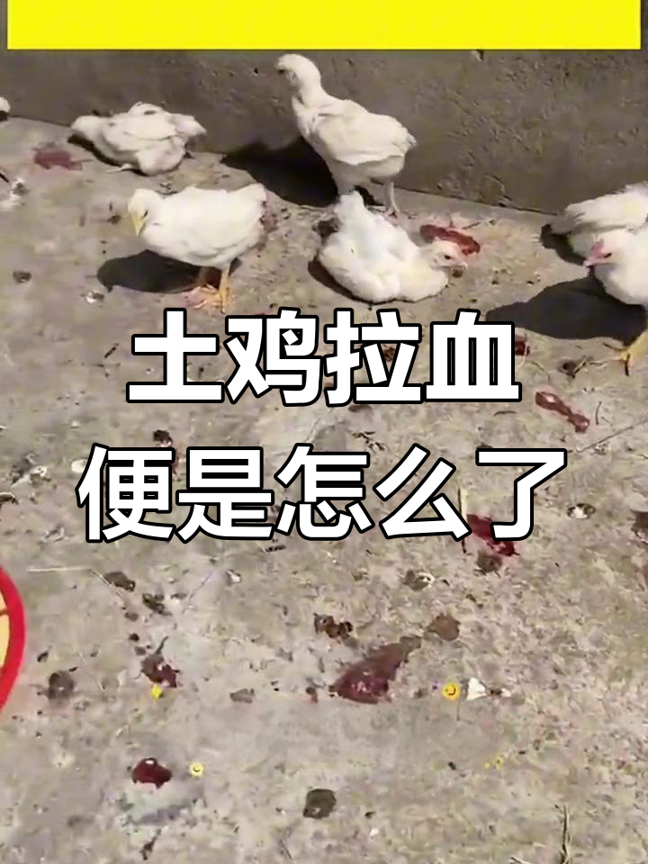 鸡群突然拉血便,盲肠出血竟是这种原因!