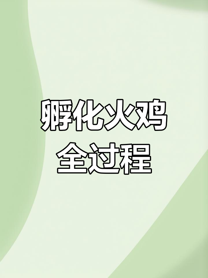 火鸡孵化全过程揭秘,见证小火鸡诞生