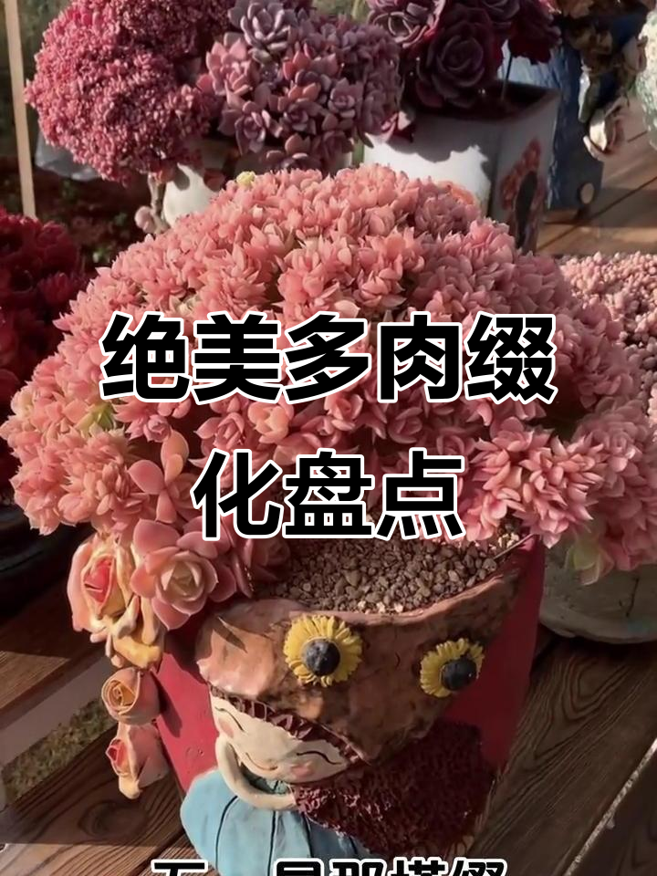 多肉缀化大揭秘:这些品种你入手了吗?