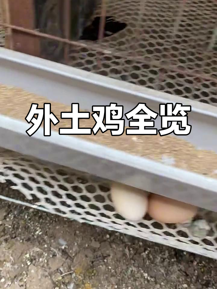 外国观赏鸡大揭秘!帝王白、婆罗门等品种一网打尽