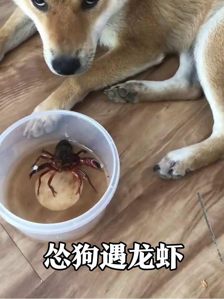 柴犬第一次见小龙虾:从好奇到怂成表情包,狗子反应笑喷了