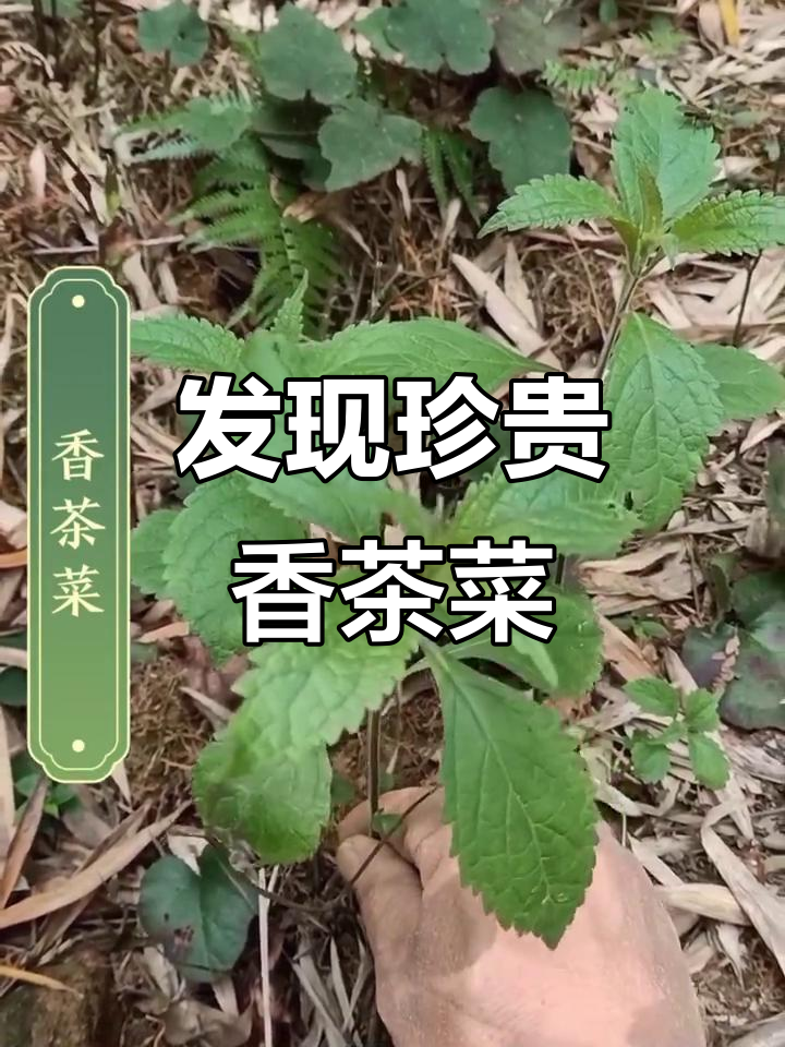 深山采香茶菜,清热解毒效果惊人