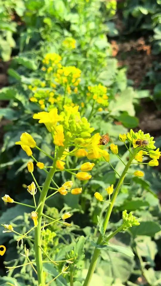 汉中2026年油菜花节主会场的油菜花已经开始含苞待放了