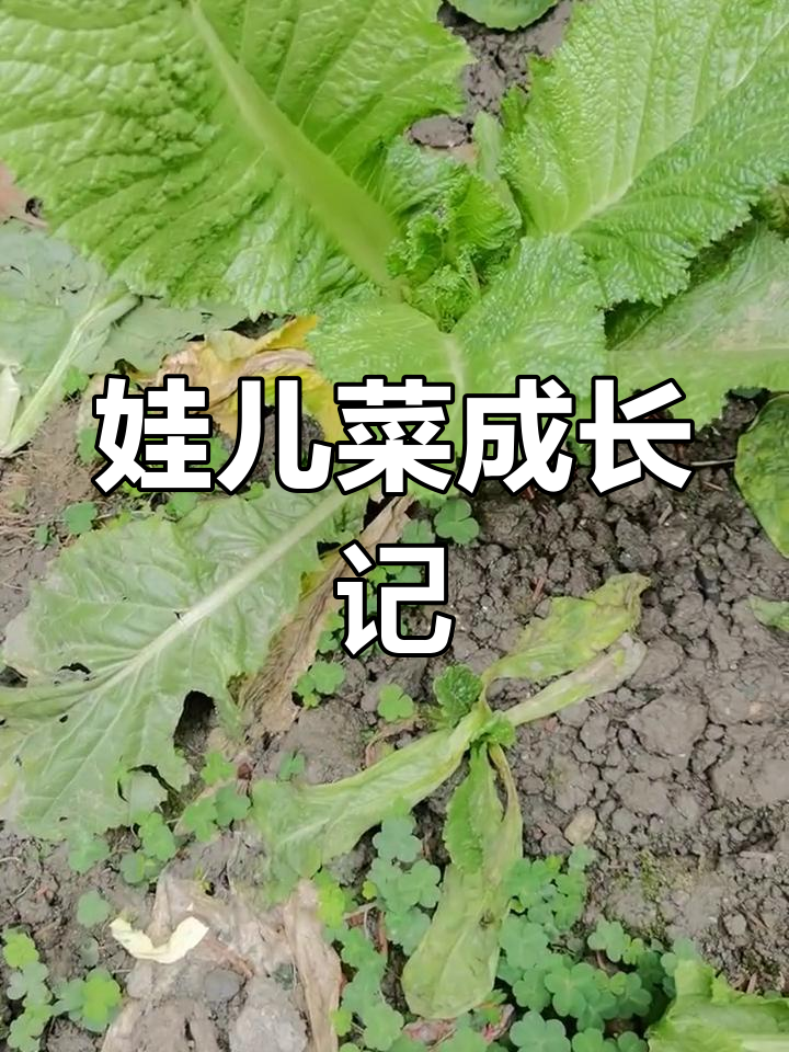 南充菜与娃娃菜的奇妙生长过程