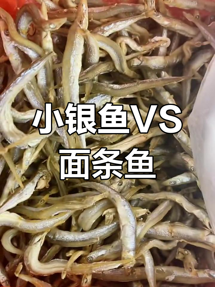 白色小银鱼与面条鱼的差异解析