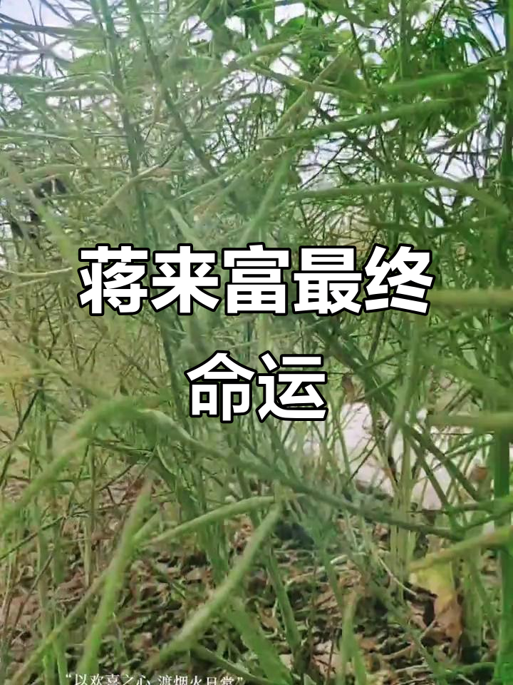油菜花香蒋来富的结局,真相揭露