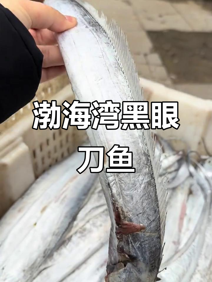 渤海湾黑眼刀鱼,鲜香十足,煎炸都美味
