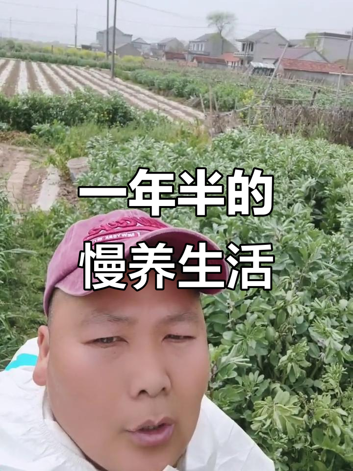 慢养一年半,喂玉米和四季青绿蔬菜,绵羊健康成长
