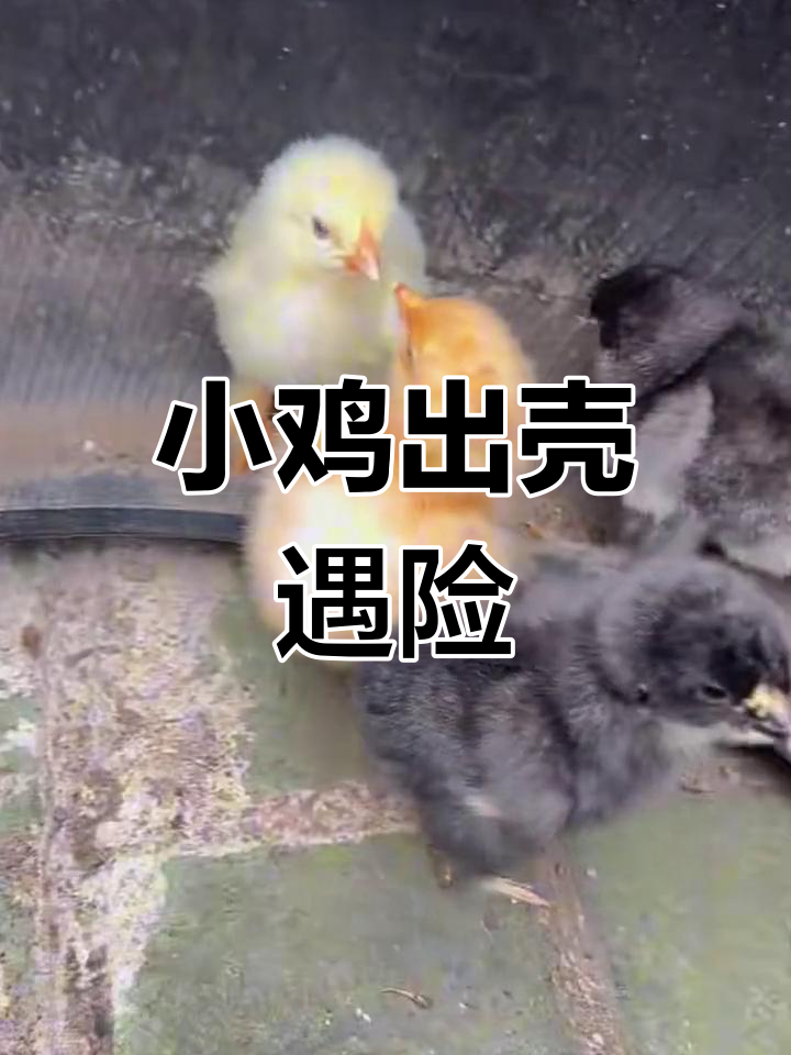 婆罗门小鸡出壳难,最后一只不幸夭折