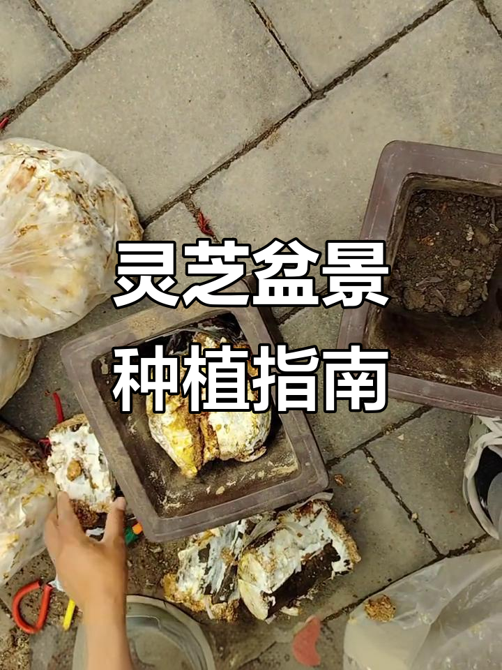 灵芝盆景栽培技巧大揭秘,轻松掌握养护方法