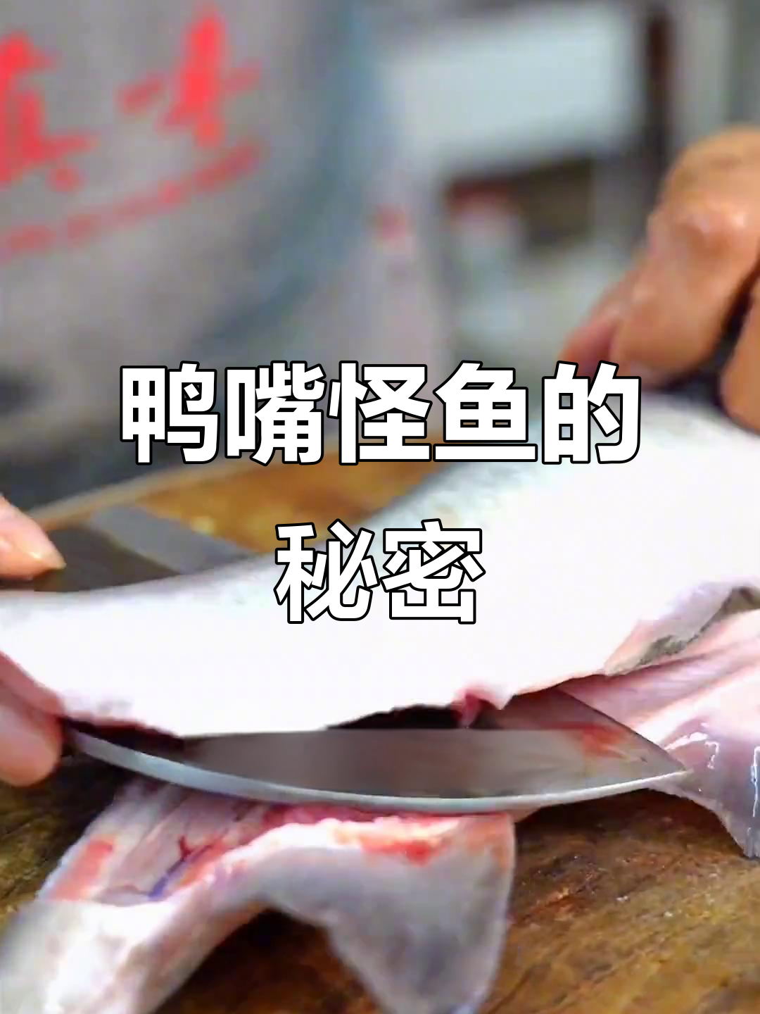 鸭嘴怪鱼九吃,鲶鱼劈腿事件真相大揭秘