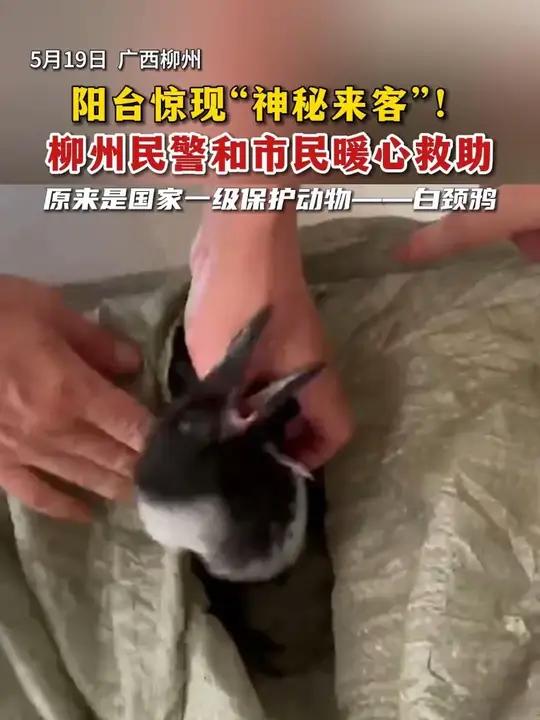 阳台惊现“神秘来客”!柳州民警和市民暖心救助 警民暖心接力 白颈鸦翻车现场 国家一级保护动