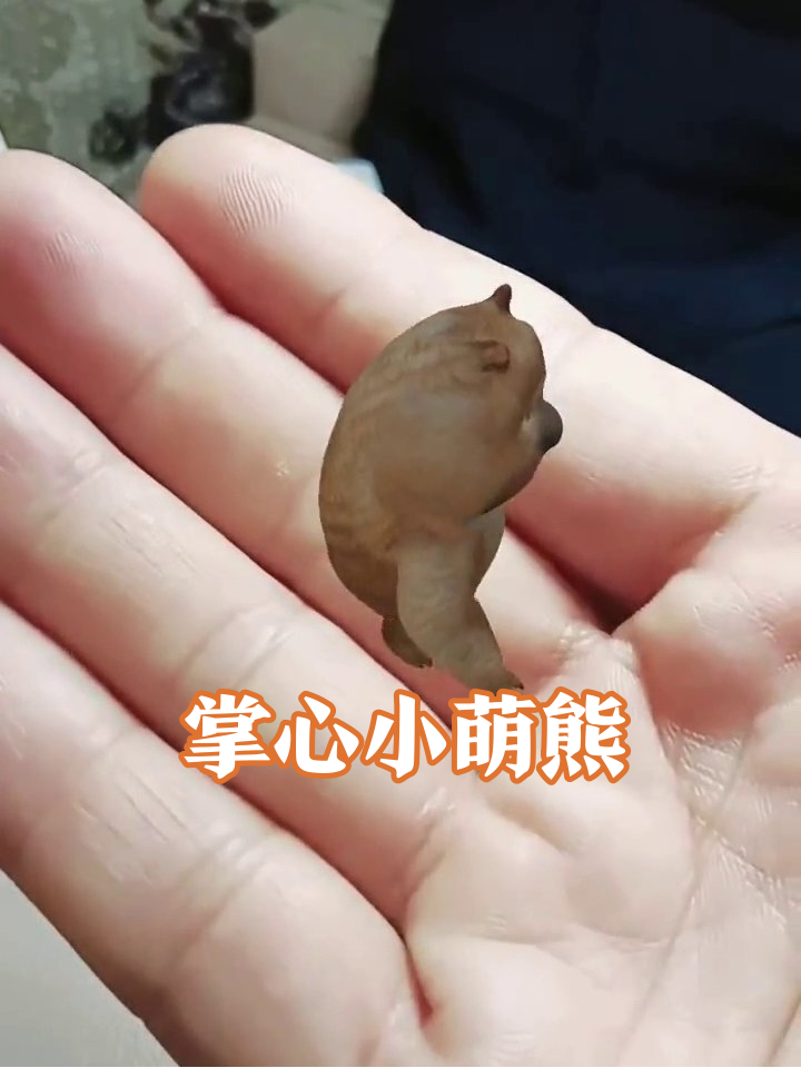 小熊成精跳进手心翻跟头,这波卖萌我给满分!