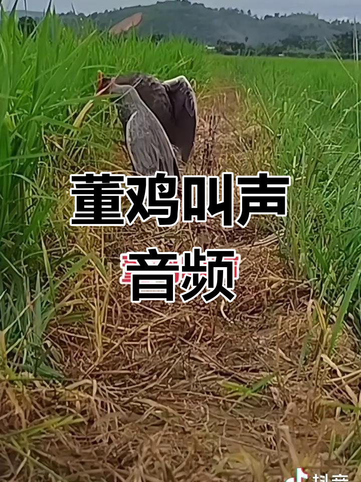 董鸡叫声大揭秘,户外音响必备!