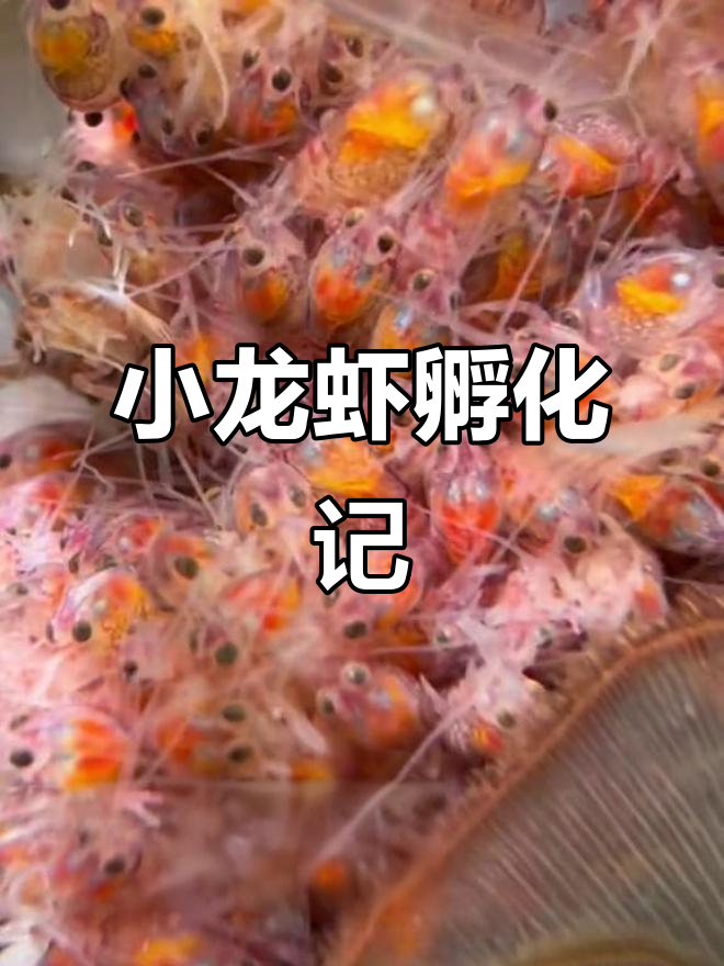 澳洲龙虾宝宝出生,虾妈妈守护小生命全过程