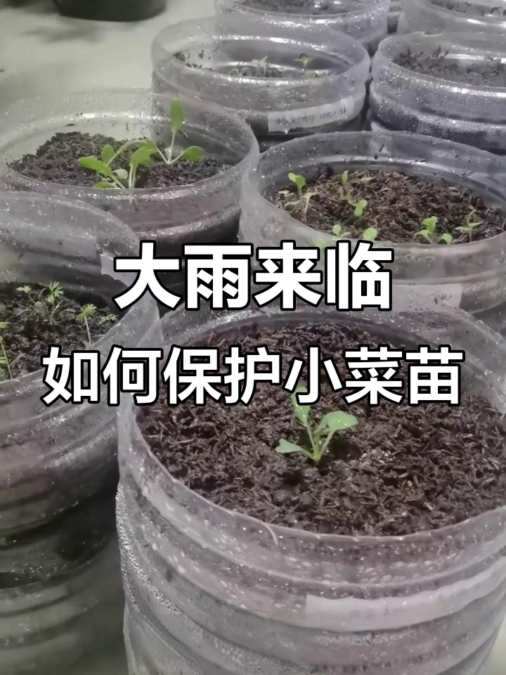秋播蔬菜遇大雨怎么办?阳台育苗的优点与应对方法