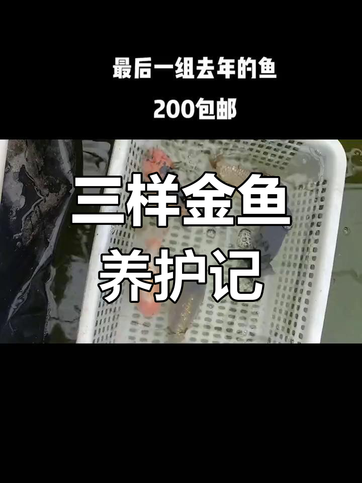 金鱼养殖日记:这几条三样二点最健康,其他都不太行
