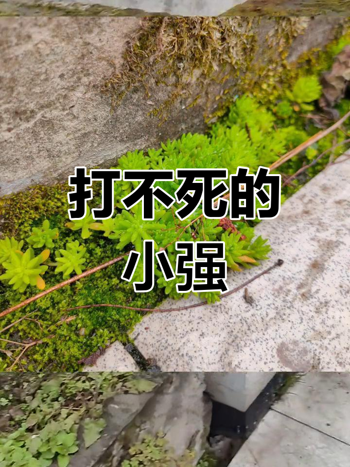 佛甲草生命力惊人,开花结种才能重生