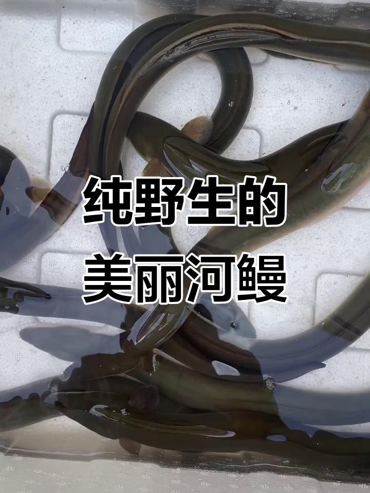 野生河鳗,头大身长比例完美,肉质鲜嫩无比