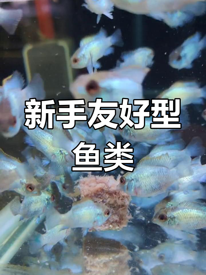 翡翠凤凰鱼:适合新手,金属色强