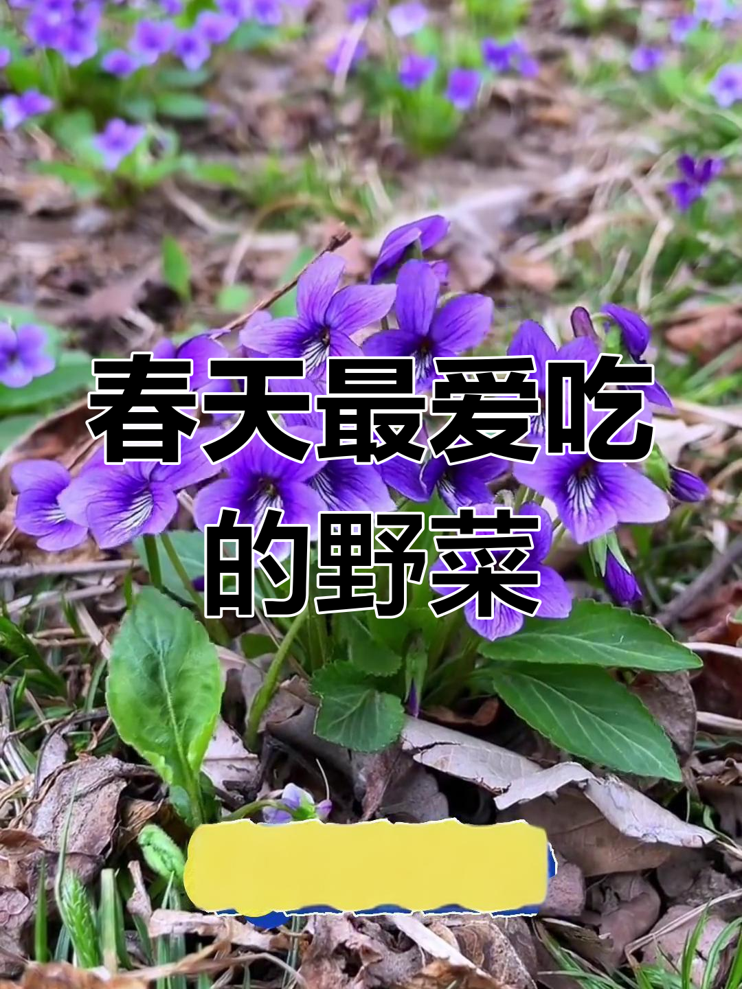 山东春季必吃野菜大揭秘,这些你尝过吗?
