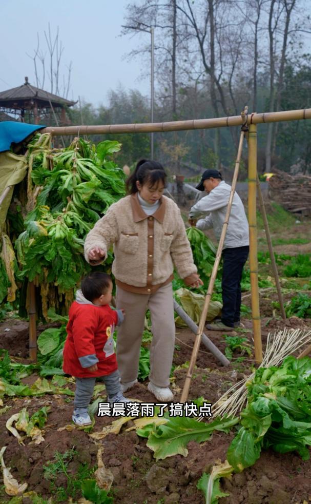 菜园的包包菜成熟了,全部串起来做咸菜,佳玲把今天的晚饭承包了