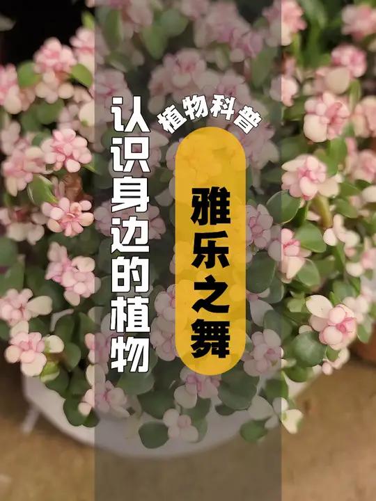 植物科普 I 雅乐之舞 雅乐之舞是马齿苋科马齿苋属多年生肉质灌木植物。植株较矮,株高3～4